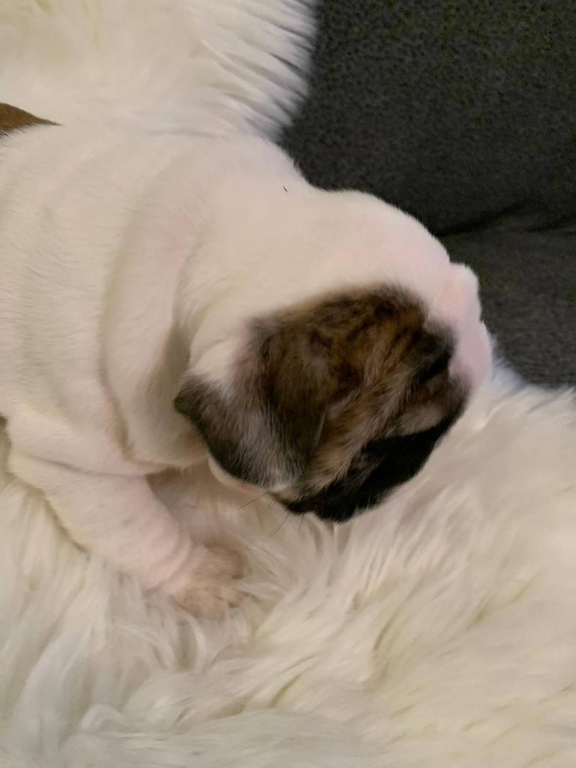 Pet image – gallery view